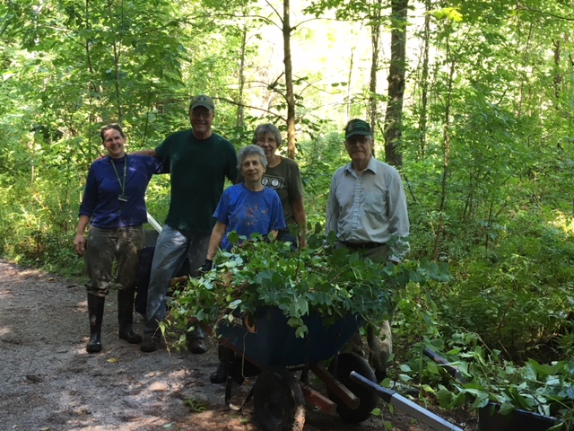 Volunteers removing invasive species.